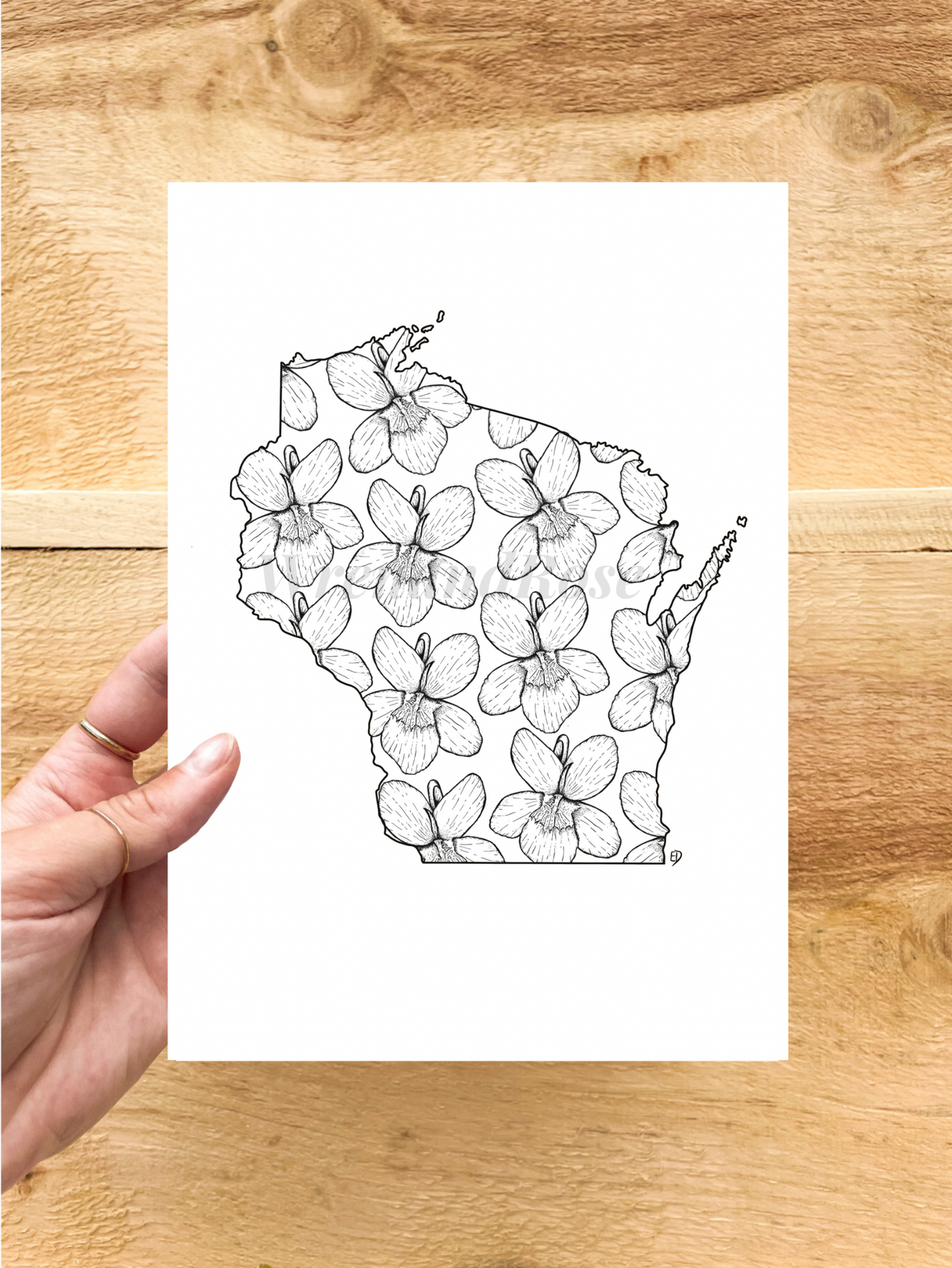 Wisconsin Violet Print (State Flower)