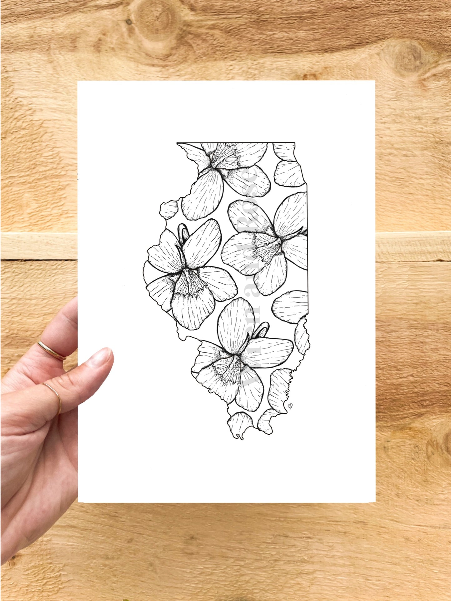 Illinois Violet Print (State Flower)